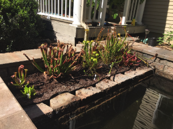 Bog plants